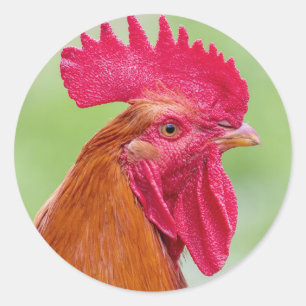 Sticker Rond Gros plan