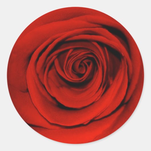 Sticker Rond Gros plan de la rose rouge (Devant)