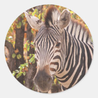 Gros plan de zèbre dans une forêt de mopani