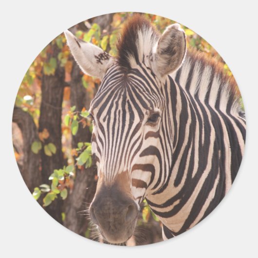 Sticker Rond Gros plan de zèbre dans une forêt de mopani (Devant)