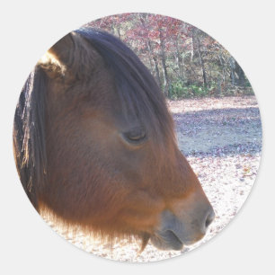 Sticker Rond Gros plan sur un cheval brun, petit poney brun