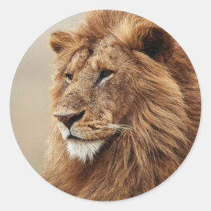 Sticker Rond Gros plan sur un lion mâle