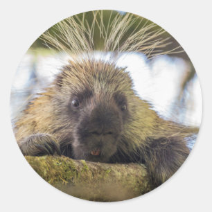 Sticker Rond Gros plan sur un porc-épic dans un arbre