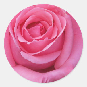 Sticker Rond Gros plan sur une rose rose