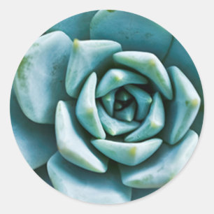 Sticker Rond Gros plan sur une succulente