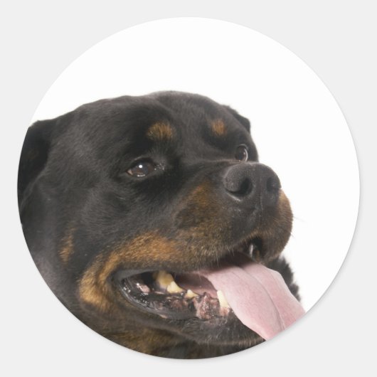 Sticker Rond gros rottweiler (Devant)