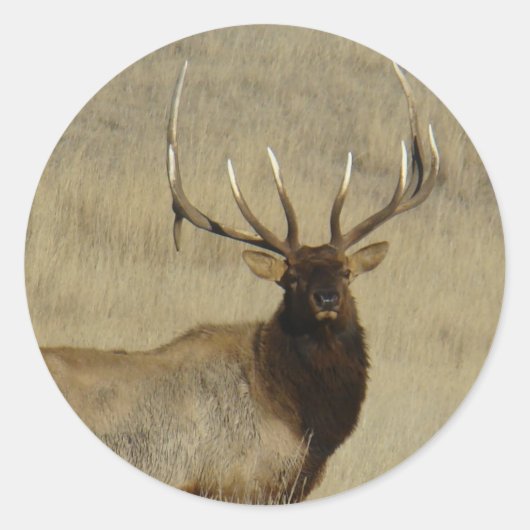 Sticker Rond Grosse taureau d'Elk E30 (Devant)