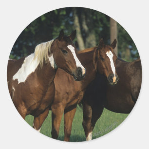 Sticker Rond Groupe de Chevaux de Peinture debout