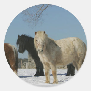 Sticker Rond Groupe de Chevaux miniatures dans la neige