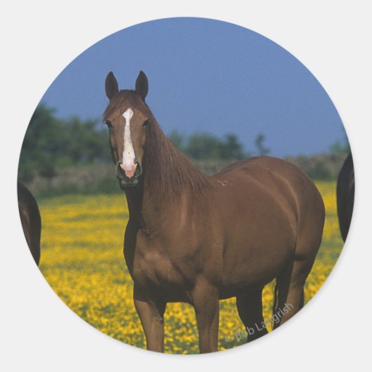 Sticker Rond Groupe de chevaux Thoroughbred (Devant)