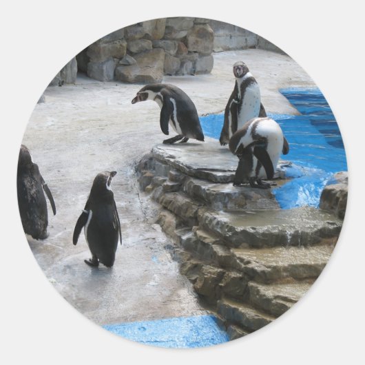 Sticker Rond Groupe De Pingouins (Devant)