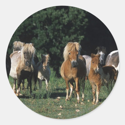 Sticker Rond Groupe de poulains miniatures (Devant)