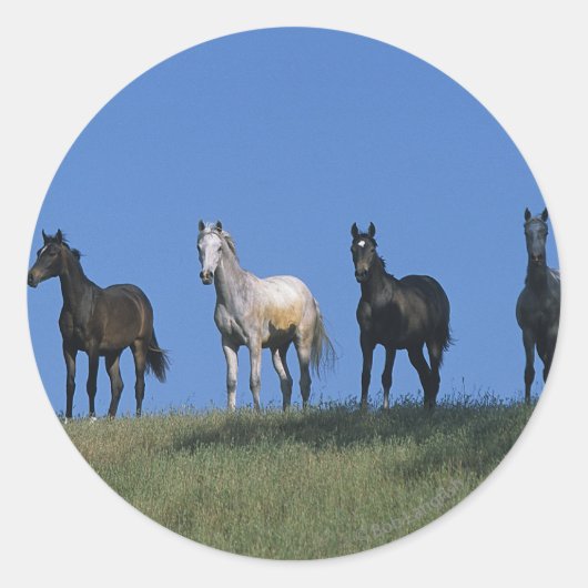 Sticker Rond Groupe des Arabes (Devant)