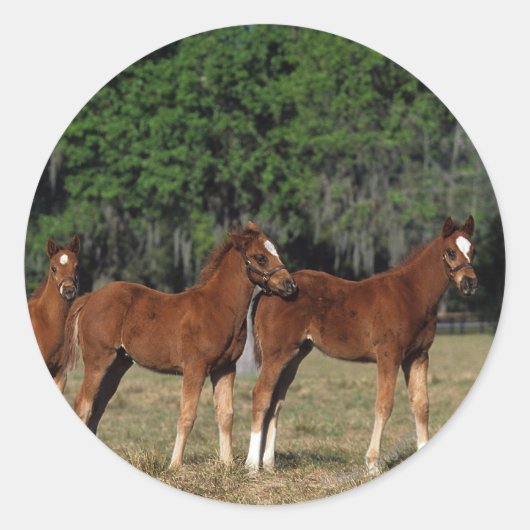 Sticker Rond Groupe des poulains de Thoroughbred (Devant)