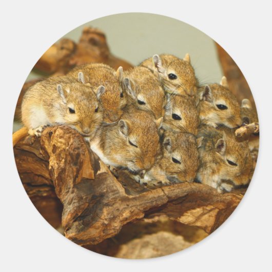 Sticker Rond Groupe mongol Gerbils Meriones Unguiculatus (Devant)