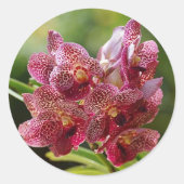 Sticker Rond Groupe Tropical Vanda Orchid (Devant)
