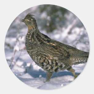 Sticker Rond Grouse de Ruffed se tenant en bois neigeux