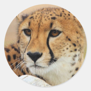 Sticker Rond Guépard