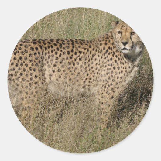 Sticker Rond Guépard (Devant)