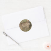 Sticker Rond Guépard (Enveloppe)