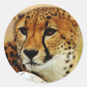 Sticker Rond Guépard