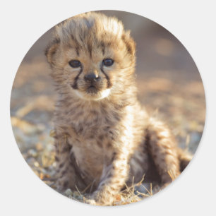 Sticker Rond Guépard 19 jours petit mâle