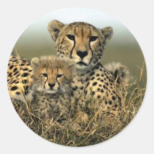 Sticker Rond Guépard et CUB