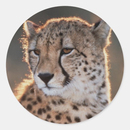 Sticker Rond Guépard regardant ailleurs (Devant)