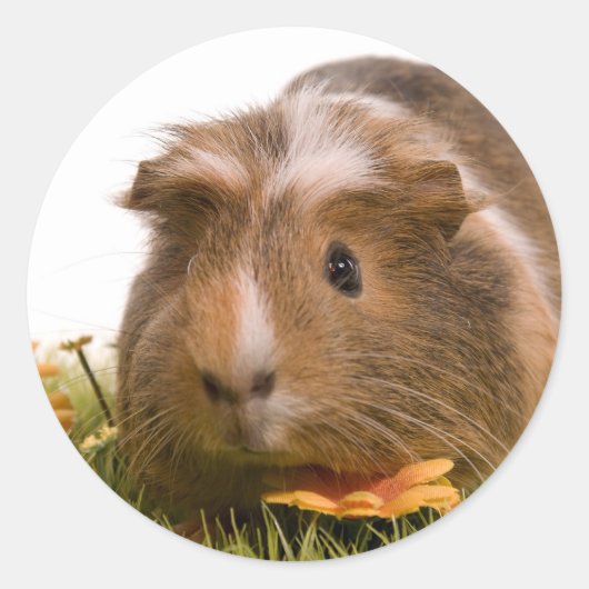 Sticker Rond guinea pigs on a lawn (Devant)