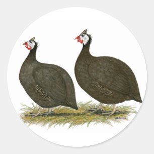 Sticker Rond Guineas : Chocolat