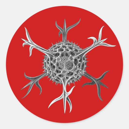 Sticker Rond Haeckel (Devant)