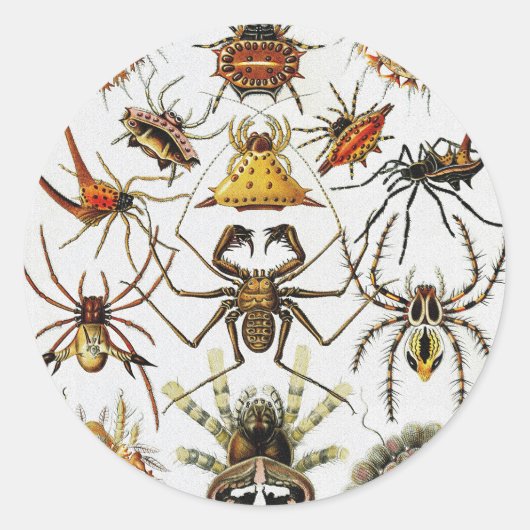 Sticker Rond Haeckel Golden Spiders plaque 66 (Devant)