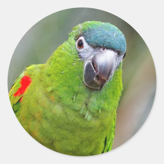 Sticker Rond Hahn's Mini Macaw / Macaw à épaulettes rouges (Devant)