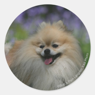 Sticker Rond Halètement de Pomeranian