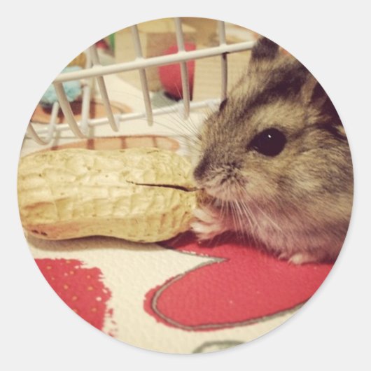 Sticker Rond Hamster blanc d'hiver mangeant une feuille d'autoc (Devant)