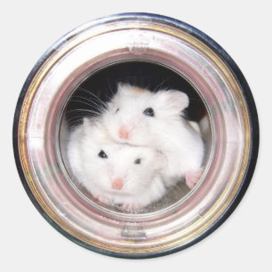 Sticker Rond Hamster de bébé : Empilé !