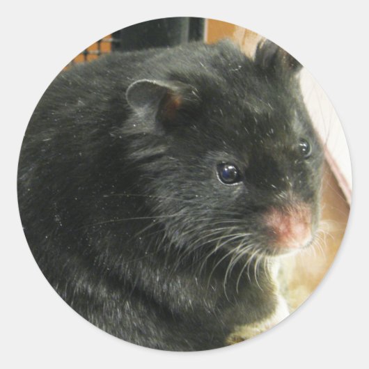 Sticker Rond Hamster noir (Devant)
