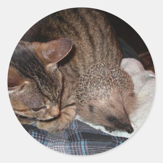 Sticker Rond Harold l'autocollant de hérisson (Devant)