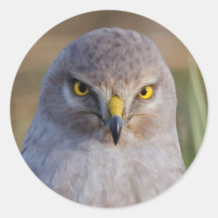 Sticker Rond Harrier du Nord