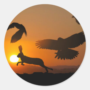 Sticker Rond Harris Hawks