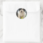 Sticker Rond Havanais Secourt Chiot Noir Blanc (Sac)