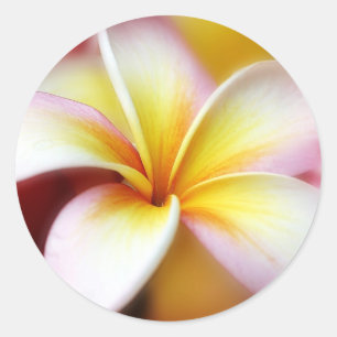 Sticker Rond Hawaïen blanc de fleur d'Hawaï de Frangipani de