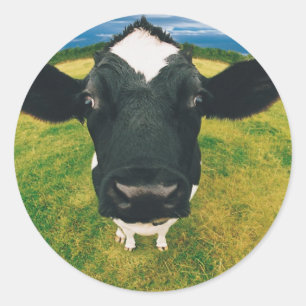 Sticker Rond Headshot de la vache frisonne