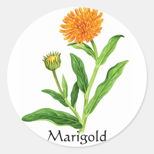 Sticker Rond Herb Garden Series - Marigold (Devant)