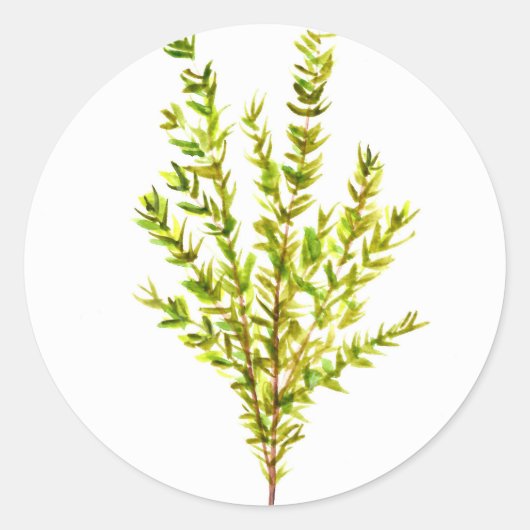 Sticker Rond Herbes de thym Herbes botaniques (Devant)
