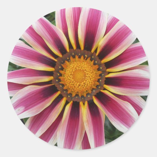 Sticker Rond Hereford (Devant)