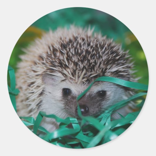 Sticker Rond Hérisson bébé en herbe de Pâques (Devant)