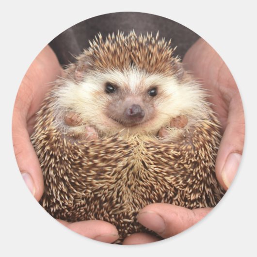 Sticker Rond Hérisson dans les mains (Devant)