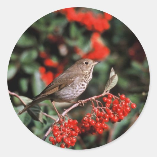 Sticker Rond Hermite Thrush (Devant)