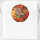Sticker Rond Hermite Thrush Songbird sur l'araignée de feu (Sac)